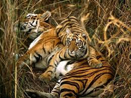 Tigers Are The Largest Member Of The Cat Family Royal Bengal Tiger Panthera Tigris Tigris Tigers Are The Largest Members Of The Cat Family And Are Renowned For Tiger Pictures Big Cats Wild Tiger