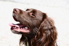 Boykin spaniel, south carolina state dog | the lowcountry lady. The Boykin Spaniel Easy Spaniel Training