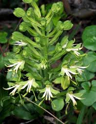 Image result for Bonatea