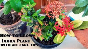 We did not find results for: How To Care Ixora Plant Summer Flowering Plants How To Grow Ixora In Pots Youtube
