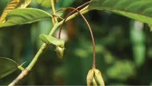 Image result for Helixanthera garciana