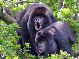 Things To Do In Belize City Howler Monkey Baboon Animals
