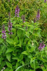 Image result for Stachys pseudonigricans