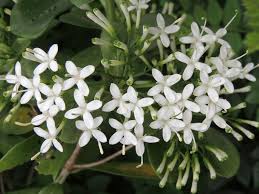 Image result for Pavetta uniflora