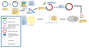 Difference Between Selectable Marker And Reporter Gene Pediaa Com Gene Expression Reporter Gene Dna Sequence