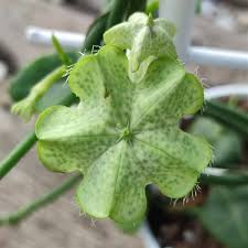 Image result for Ceropegia monteiroae