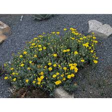 Image result for Hertia