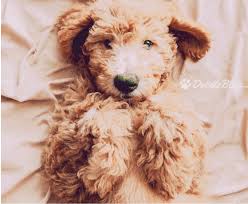 However, free goldendoodle dogs and puppies are a rarity as rescues usually charge a small adoption fee to cover their expenses (usually around $100). Doodle Bliss Exceptionally Bred Goldendoodles In Gilbert Az
