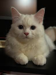 Hello good day, ask ko lang po paano po kaya gagawin ko kasi yung Cat namin  ang hilig mangagat, hobby nya kagatin kami 😭 any suggestions na pwede  namin gawin. gusto ko