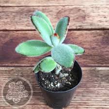 Other common names include 'angel's wings' although not poisonous or toxic, these cacti are considered highly invasive in some parts of the world. Kalanchoe Tomentosa Bunny Ears Bunny Ear Plant Sale Bunny
