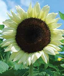 Coconut Ice Sunflower White Sunflowers Sunflower Garden Sunflowers And Daisies