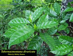 Image result for Tabernaemontana divaricata