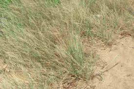 Image result for Leptochloa uniflora