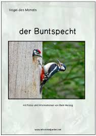Vogel Des Monats Der Buntspecht Buntspecht Specht Vogelkunde