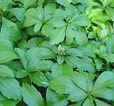 Image result for Buxaceae