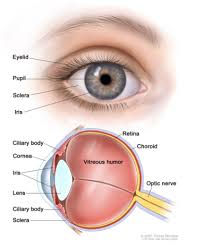 Pupillary Distance One Little Number That Can Make Or Break