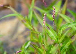 Image result for Persicaria decipiens