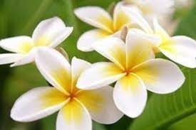 Pin On Flowers