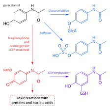 Paracetamol Poisoning Wikiwand