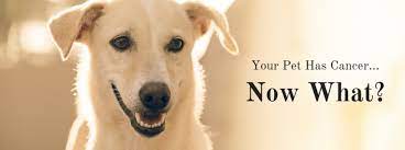 Here is what you should know about bone. Your Pet Has Cancer Now What Rau Animal Hospital