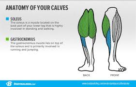 All the power of the calf muscles is lost and it takes more energy to keep moving forward. 6 Lessons That Will Transform Your Calves Bodybuilding Com