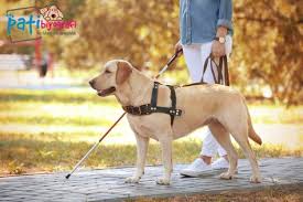 Rehber Kopek Nedir Hayvan Hayvanlar Ve Kedi