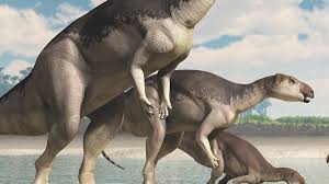 Image result for Dinophora