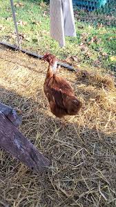 Any idea why neck feathers are white and missing brown?? Only one to have  this Is this just molting??