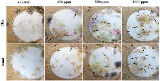 Henderson's choice for founded in 2016, anver pest control is a family owned and operated pest control company that combines the organization and efficiency of a larger. Lethal And Sublethal Effects Of Lufenuron On The Formosan Subterranean Termite Isoptera Rhinotermitidae