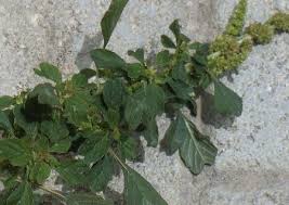 Image result for Amaranthus blitum