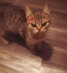 Angry Cat Cat Angrycat Angry Cat Cat Anatomy Grey Cat Names