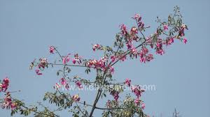 According to research performed at the university of florida, it's also among the most subject to wind damage. Silk Floss Tree In Full Bloom Pink Magic Of Ceiba Speciosa In Delhi S Autumn Youtube