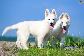 The current median price for all white shepherds sold is $750.00. White Swiss Shepherd Dog Breed Facts Highlights Buying Advice Pets4homes