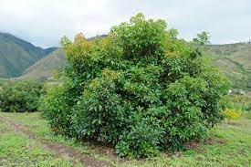 Most literature on avocados states that it will take five yours or more for an avocado tree to bear fruit; Avocado Tree Not Growing Fruit Thriftyfun
