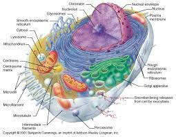 We did not find results for: Animal Cell The Almighty Cell