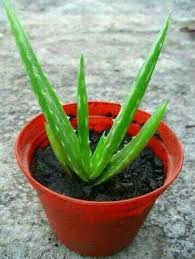 Pada 1854 sumatera utara bernama gouvernement van sumatra di bawah pemerintahan hindia belanda. Penampung Lidah Buaya Di Sumatera Utara Jual Lidah Buaya Di Medan Harga Terbaru 2021 Lidah Buaya Aloe Vera Adalah Spesies Tumbuhan Dengan Daun Berdaging Tebal Dari Genus Aloe Setelahtauit