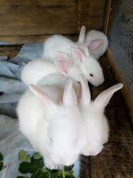 Rex rabbits have short and soft hair (about 1.25 cm long). How To Start A Rabbit Farm In Nigeria Agroslides