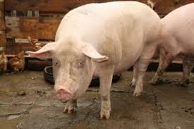 Unde se declara buletinul pierdut tratatul de la neuilly trigo industry services sa test de efort gratuit unitati de masura in sistemul international tren bucuresti baia mare cuseta teza matematica clasa 11 sem 2 tehnologic teza romana clasa 6 sem 1 2016. Vand Porci Grindu