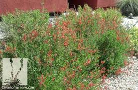 Image result for Anisacanthus