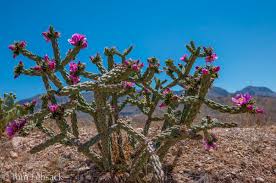 Image result for Opuntia imbricata