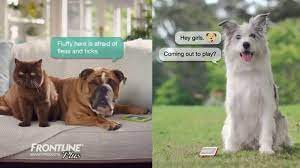 This Dog Is Eager To Play Frisbee With His Friends So He Texts Them To See If They Can Come Outside To Play Fluffy Cat Has Fleas Cat Having Kittens Cat