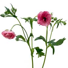 Image result for Ranunculus raeae