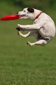 Download Free Mobile Phone Wallpaper Funny Dog 1533 Mobilesmspk Net Free download directly apk from the google play store or other. download free mobile phone wallpaper