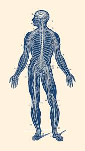 Human body, the physical substance of the human organism. Human Lymphatic System Vintage Anatomy Drawing By Vintage Anatomy Prints