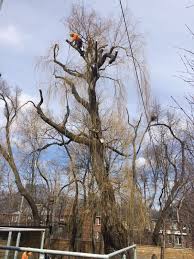 Pruning and trimming of willow oak trees. Willow Tree Pruning Cohen Master Trees