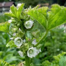 Image result for Malva verticillata