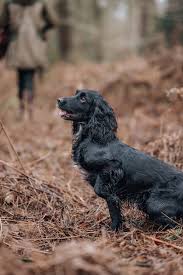 Image result for sussex španěl