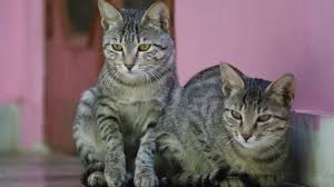 See more of international cat day on facebook. International Cat Day 8 Cat Myths Debunked Deccan Herald
