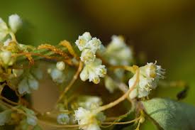 Image result for Cuscuta australis