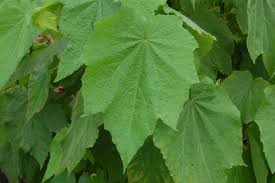 Image result for Sparrmannia